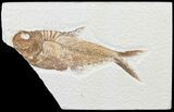 Bargain, Diplomystus Fossil Fish - Wyoming #67930-1